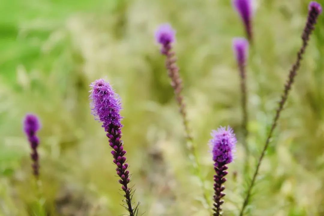 魔都“花”开 | 余庆路绿地七天魔幻变身记-83