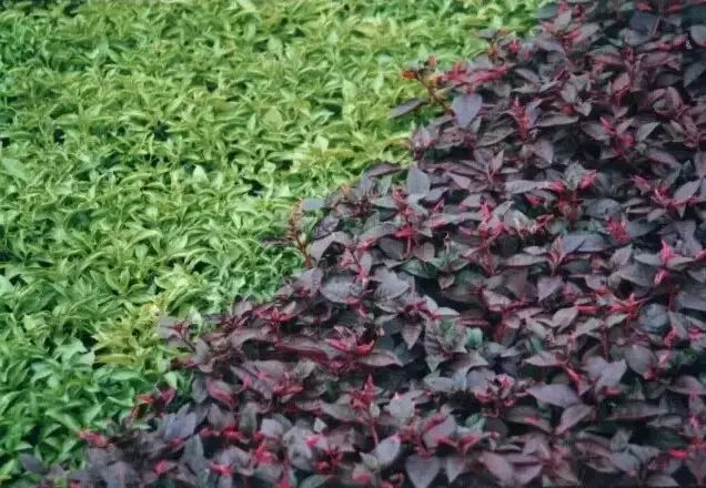 花境设计常用 60 种植物，让花园变得绚丽多彩-173