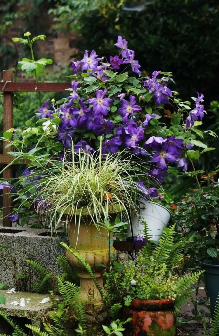她花了4年，用月季，铁线莲，绣球把农村破败的小院打造成了花海，惊艳了时光-56