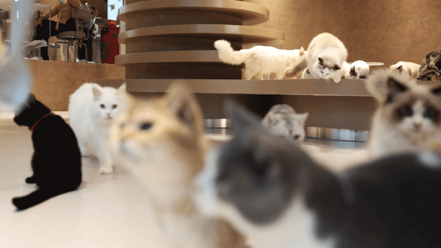 有猫植说 · 创意餐厅丨中国佛山丨TTD广州本至设计事务所-7