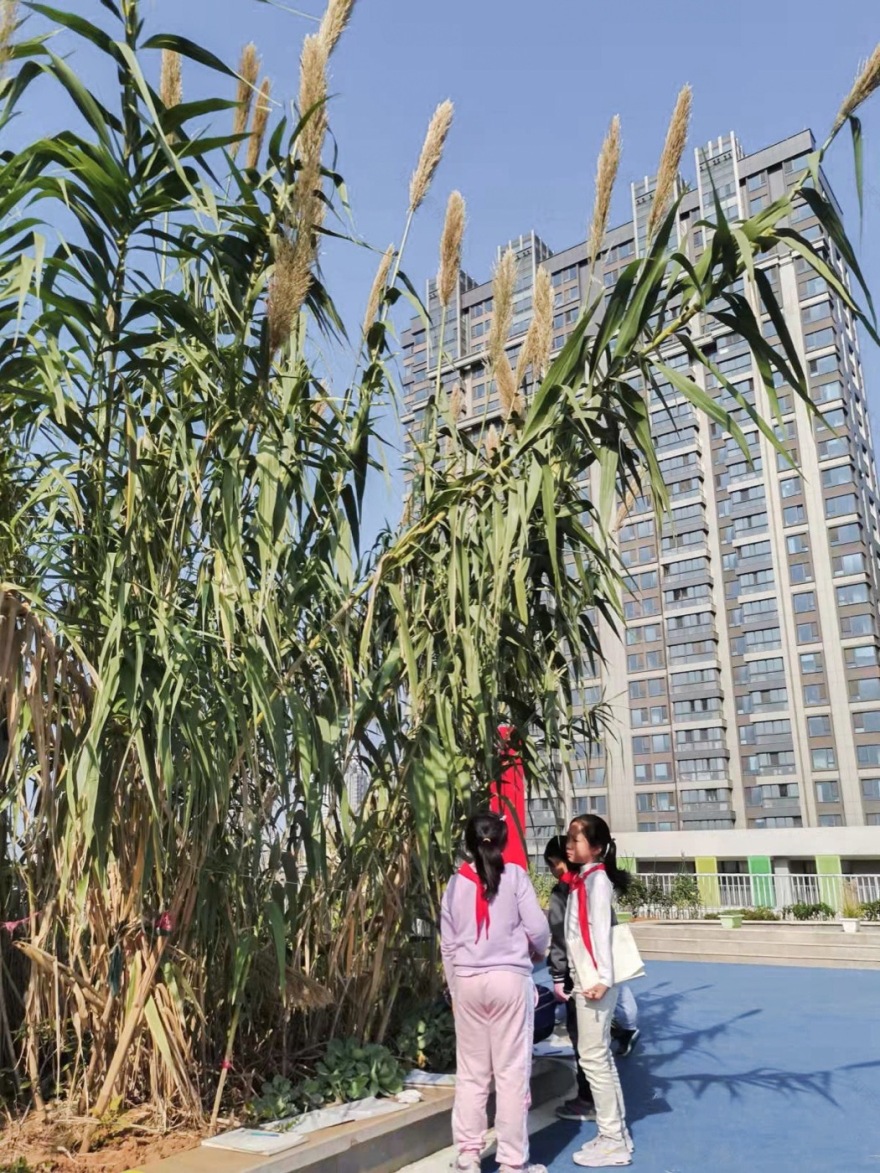 南京志远外语学校天空之园丨中国南京丨南京林业大学风景园林学院团队-27