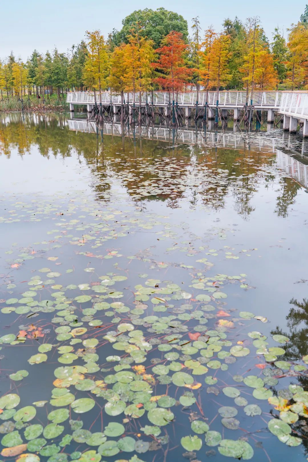 上海碧云绿地丨中国上海丨AECOM-21