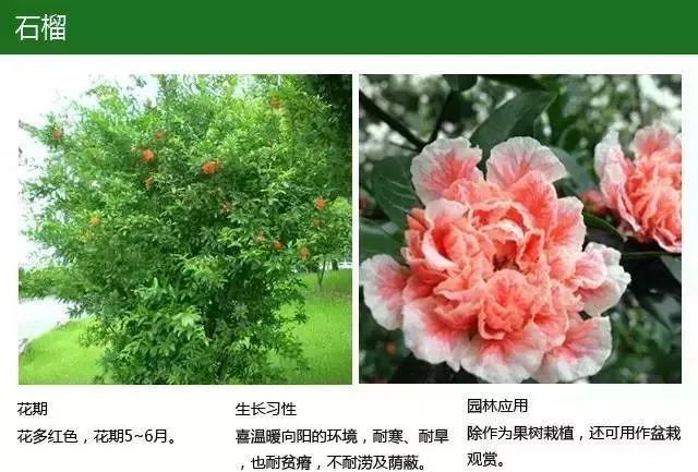 全方位植物设计课程，实战训练，案例示范，作业一对一指导-19