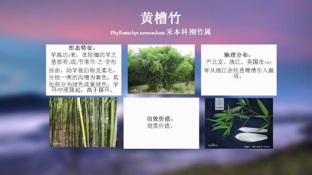 秋凌景观陪伴你学习的第3128天-87