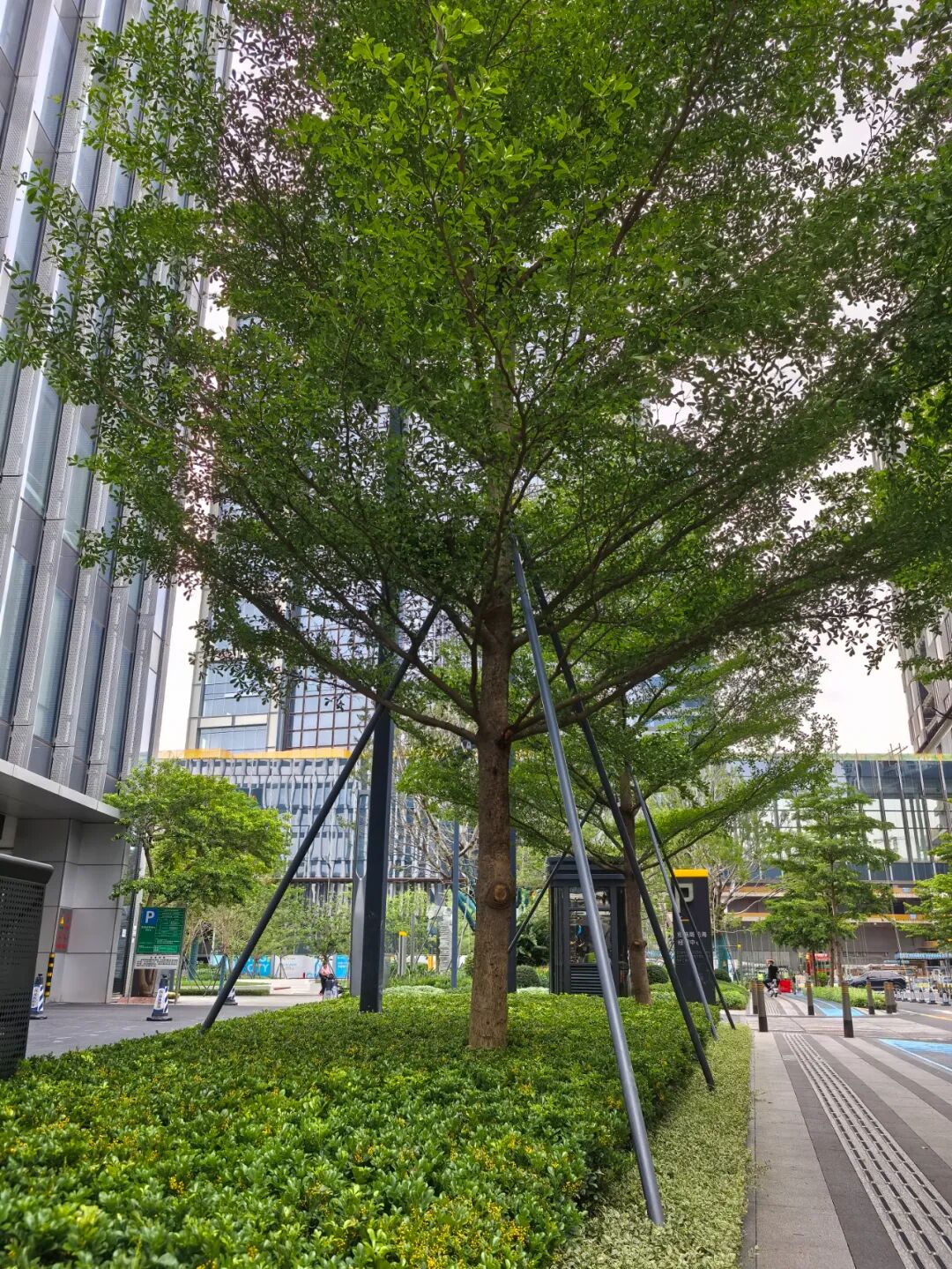 奥城景观||深圳•招商•前海经贸中心大厦环境综合提升工程-28