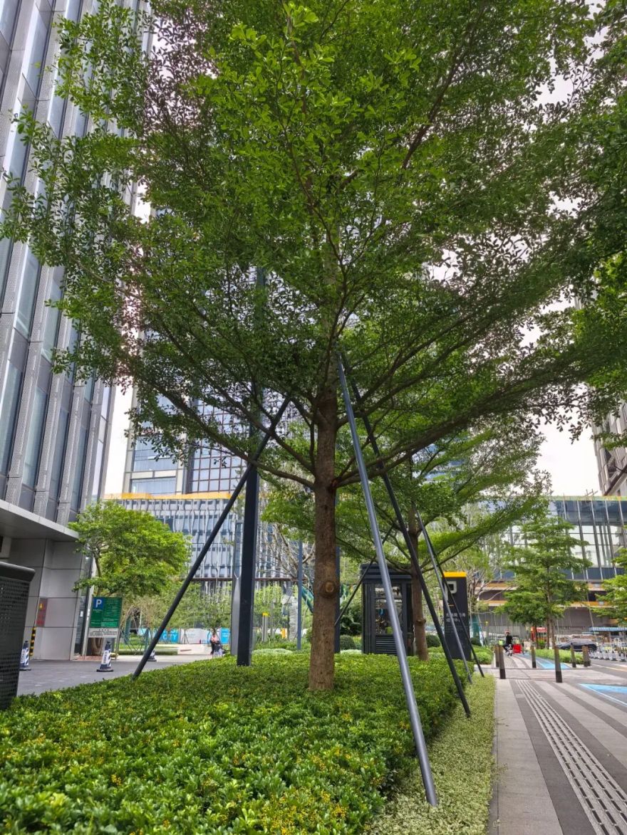 奥城景观||深圳•招商•前海经贸中心大厦环境综合提升工程-28