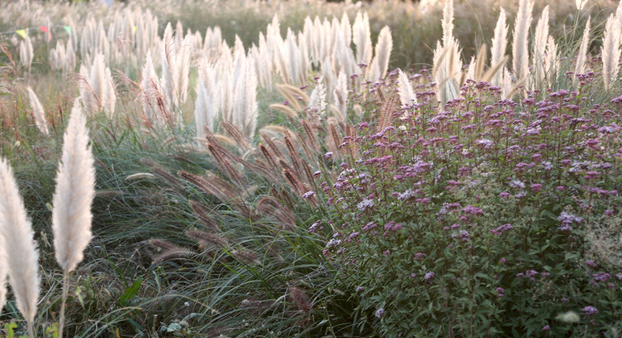 多岛海野草公园丨中国日照丨孔祥伟工作室-156