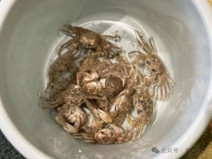 原舍岛屿系列|躺平看海,把焦虑丢进太平洋。-36