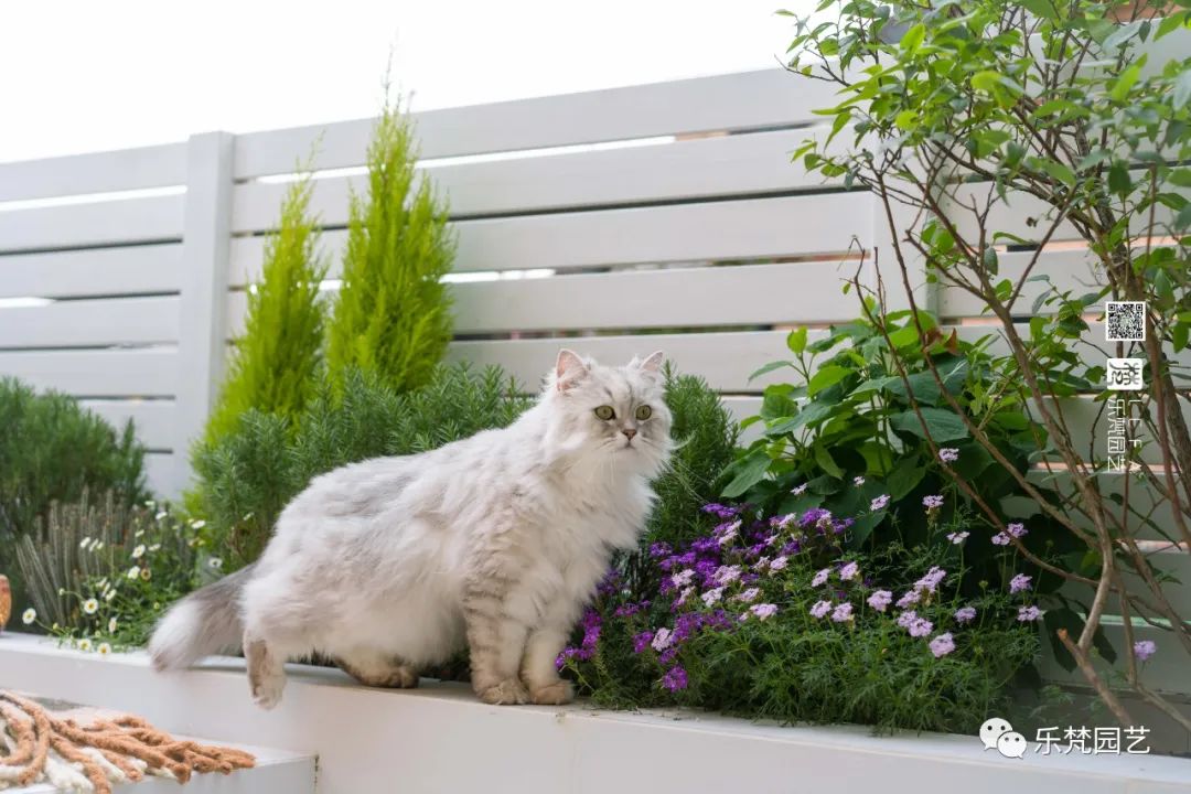 媚媚猫咪的摩洛哥阳台花园丨乐梵园艺-33