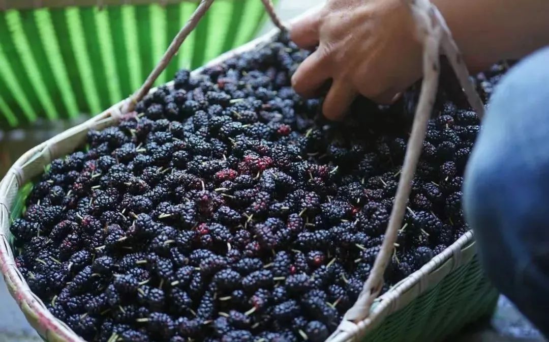 回声花园 · IT 夫妇的乡野生活丨中国黄山丨红子,小可夫妇-110