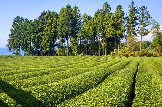 武汉园林院这个项目获评国家3A景区-49