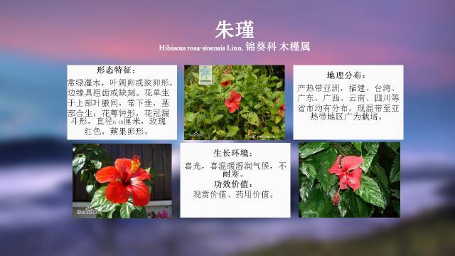 秋凌景观陪伴你学习的第3128天-48