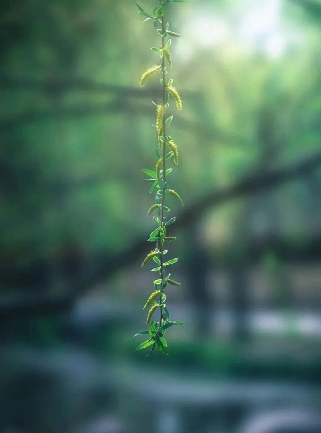 春日新绿,生活的温柔艺术-11