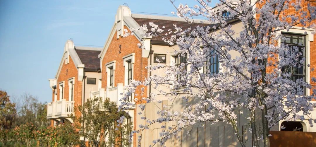 魔都五大赏樱胜地丨中国上海-67