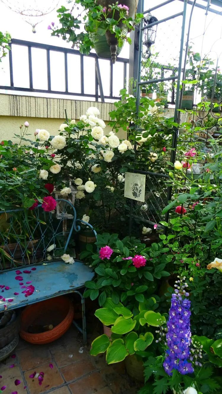 拥有一个这样的小院，人生足矣！-25