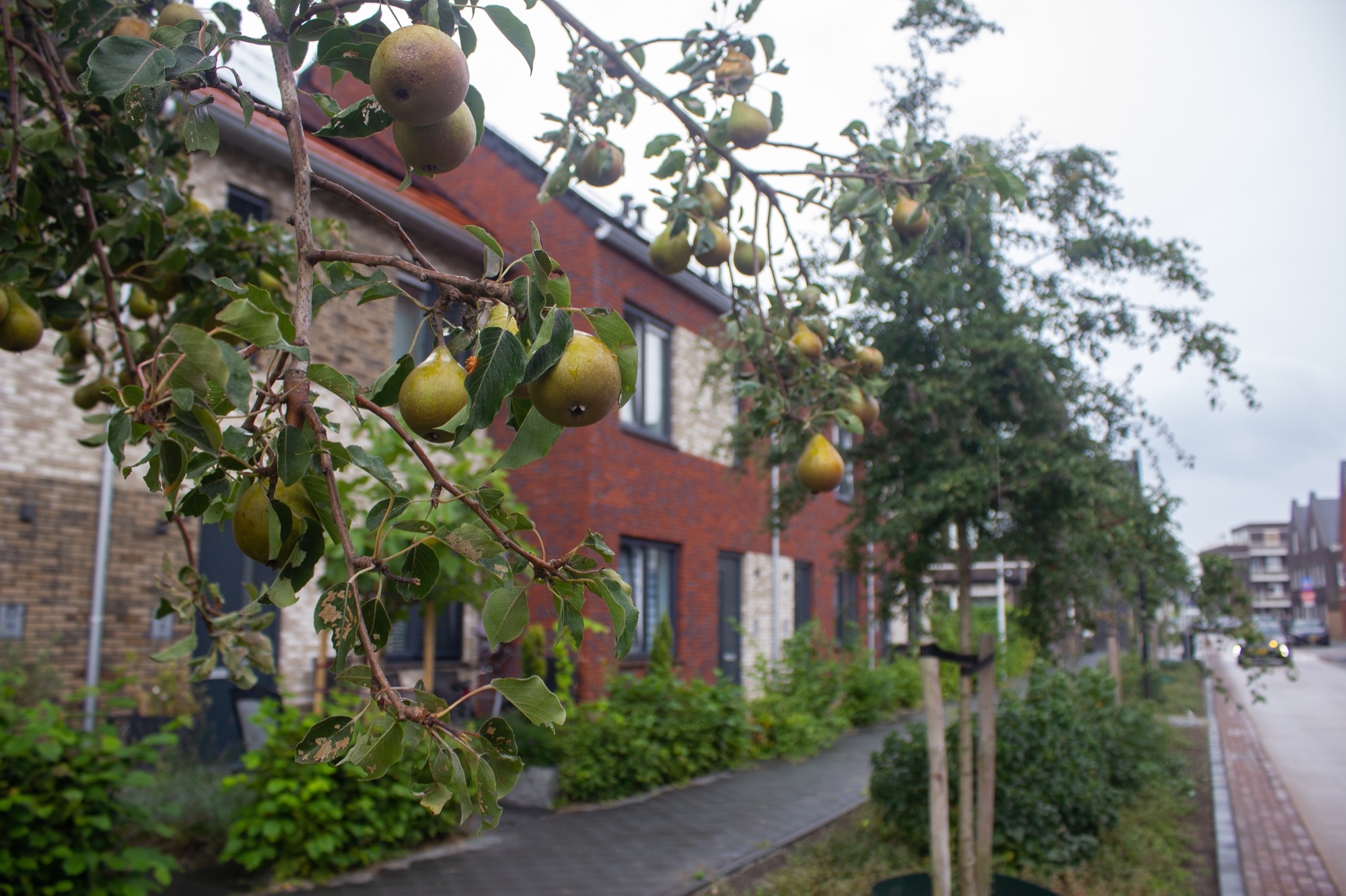 荷兰 Rijnvliet 可食社区丨荷兰乌得勒支-11