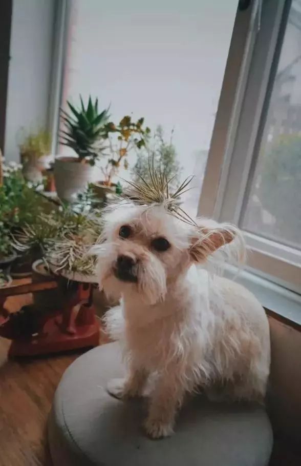 北漂大叔农村小院打造记,美食家赵歆宇的生活美学-24