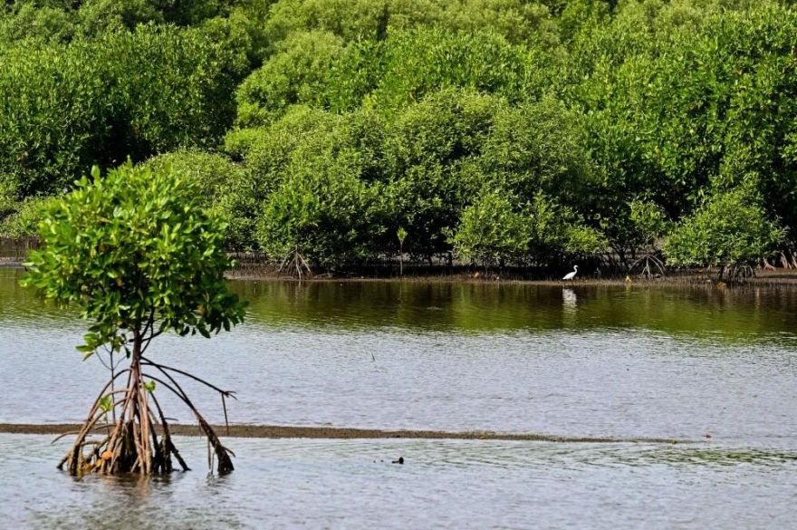“生态教育+亲子游乐”双赋能,印尼购物中心解锁多元价值新动能丨牧童文旅-5