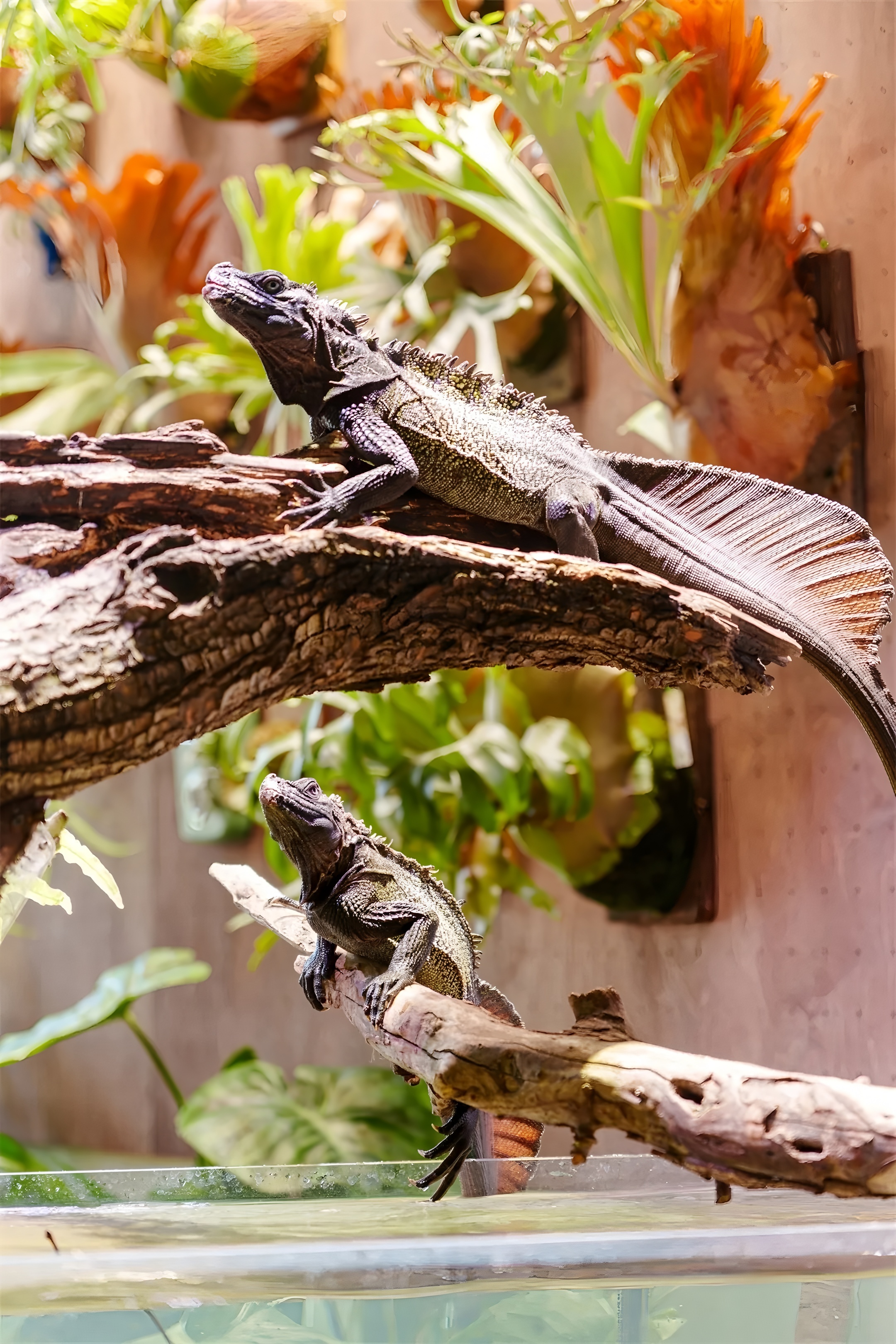 《绿觅 · 尾巴屋》西安宠物店丨中国西安丨陕西梁辰造物建筑设计-34