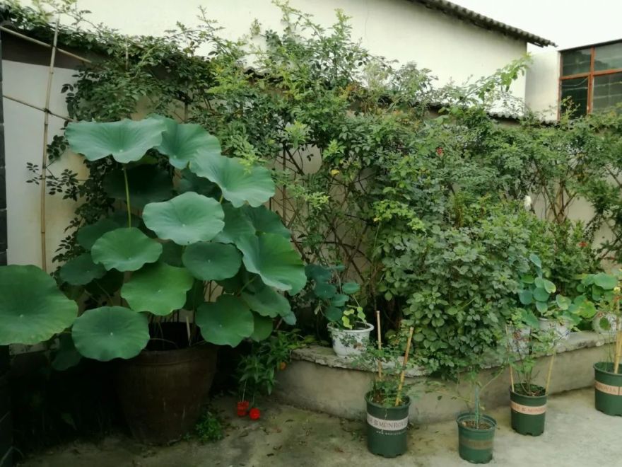 大叔也爱养花,3天造出个小花园,一分钱没花!-90