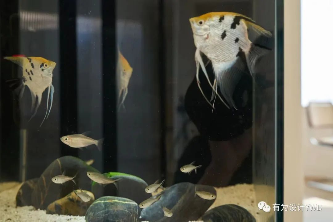 湖景平层亲子互动空间的艺术改造丨中国佛山丨佛山有为室内设计有限公司-14