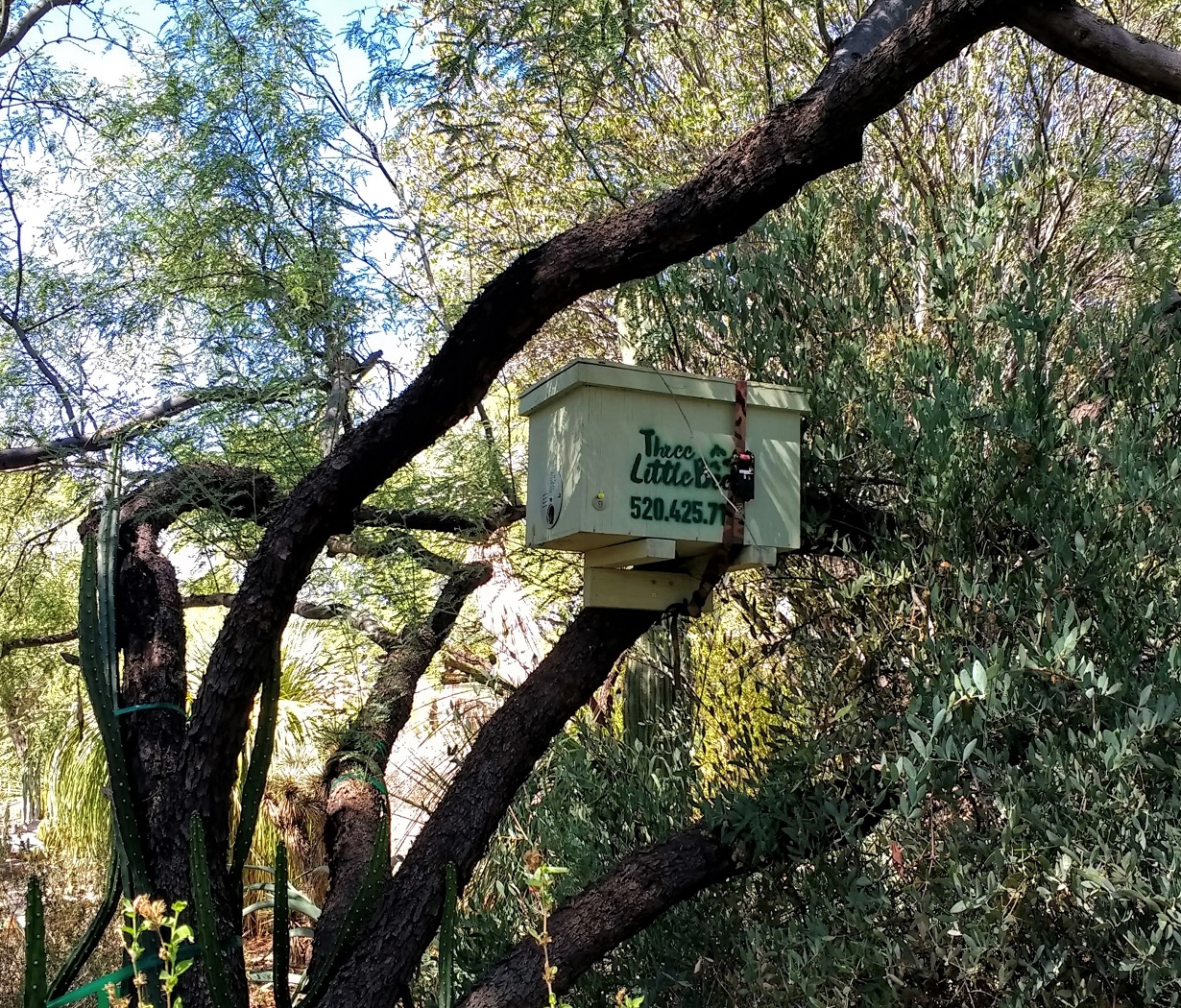 图森植物园（Tucson Botanical Garden）丨美国图森-13