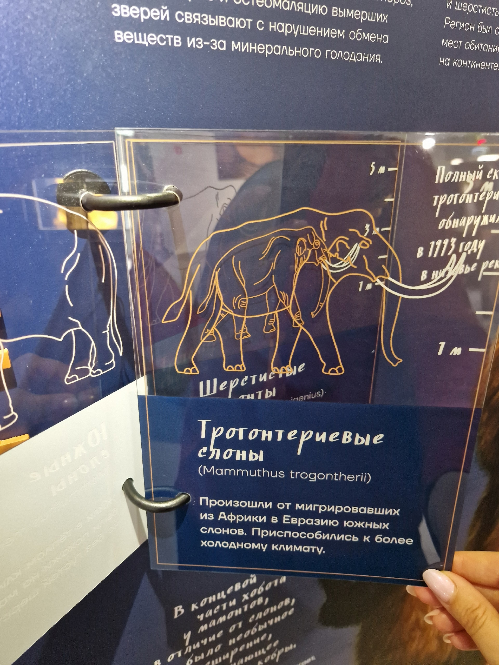 Мобильная экспозиция «Многовековая Югра. Начало»-4