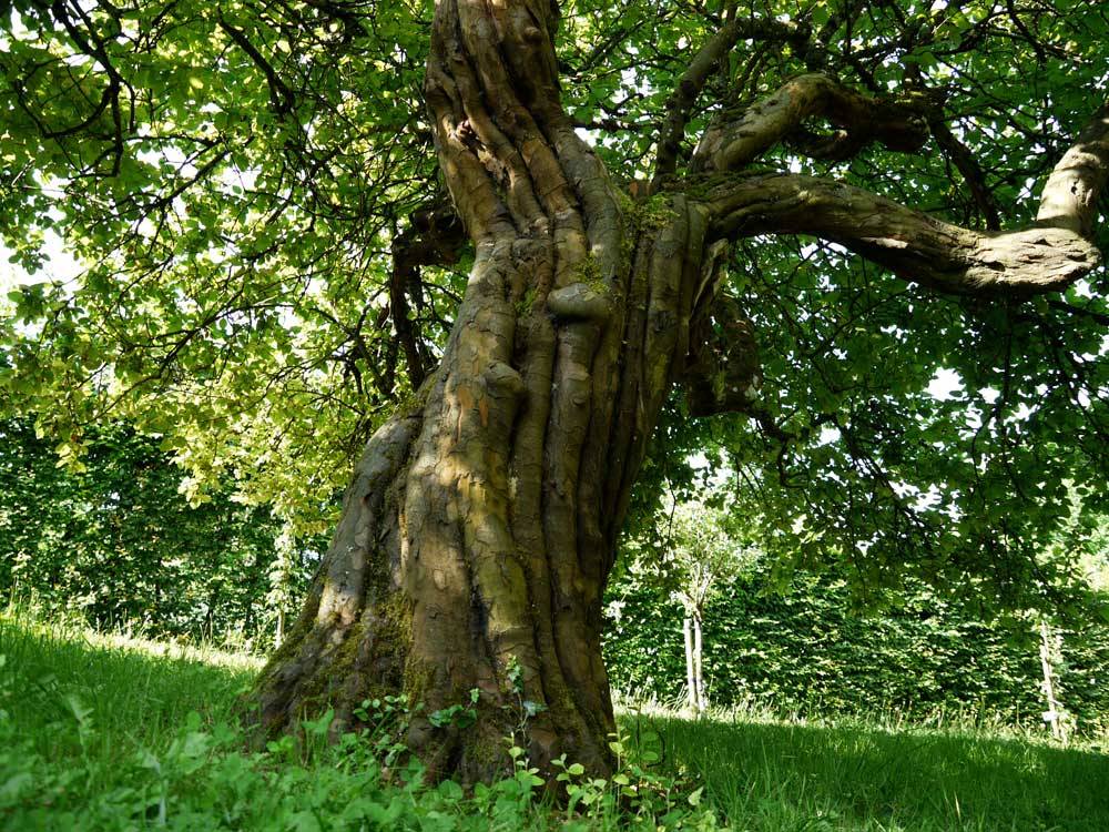 Revermont菜园和果园博物馆丨法国-10