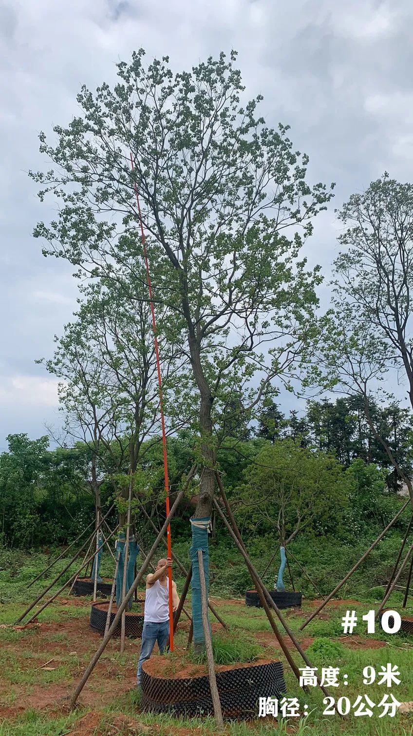 湖南衡阳 148 棵精品乌桕景观设计丨中国衡阳丨看见景观-14