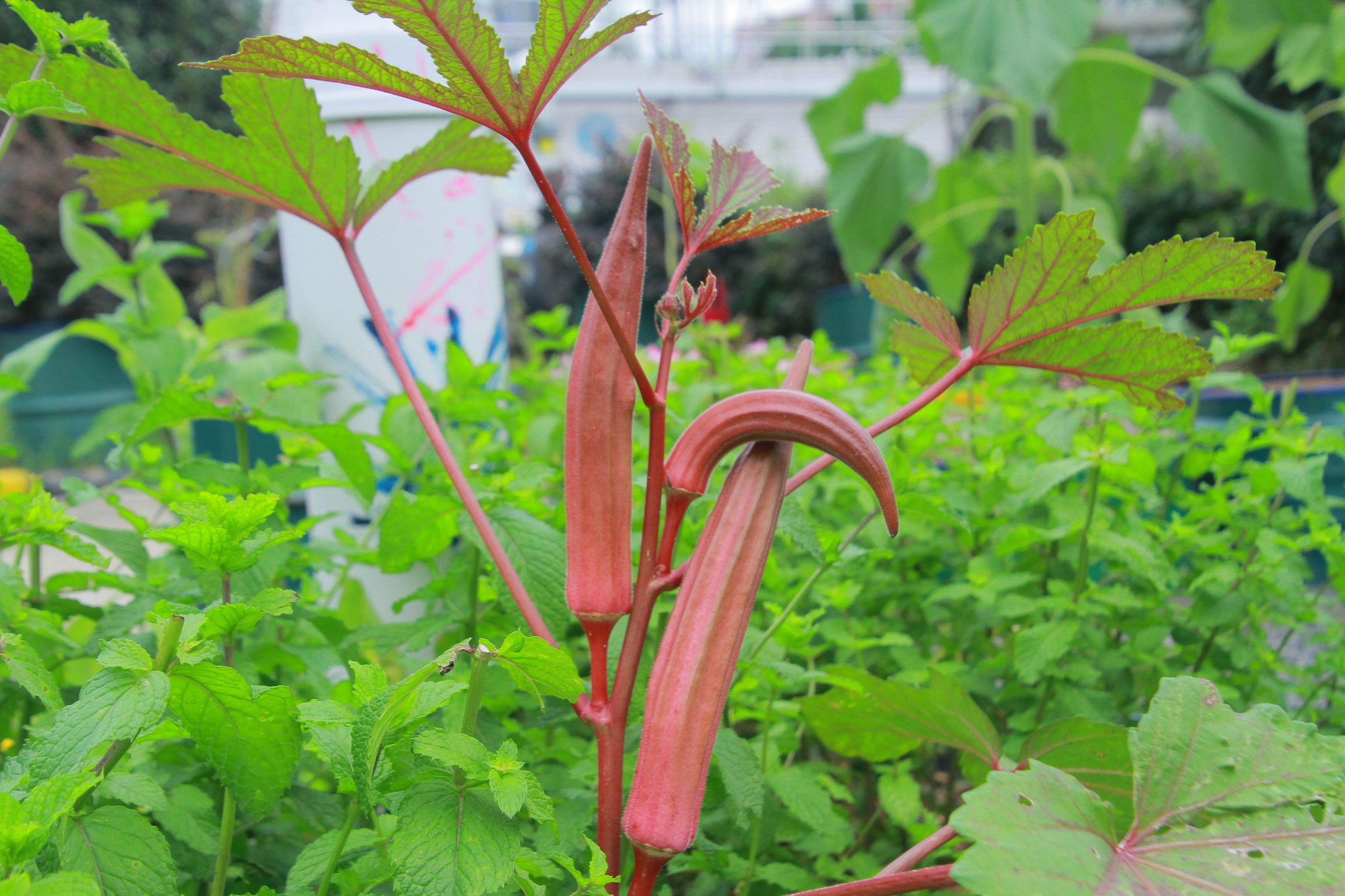 武汉脉动生态花园：一座由工厂废弃物建成的花园丨中国武汉丨盖娅朴门设计-32