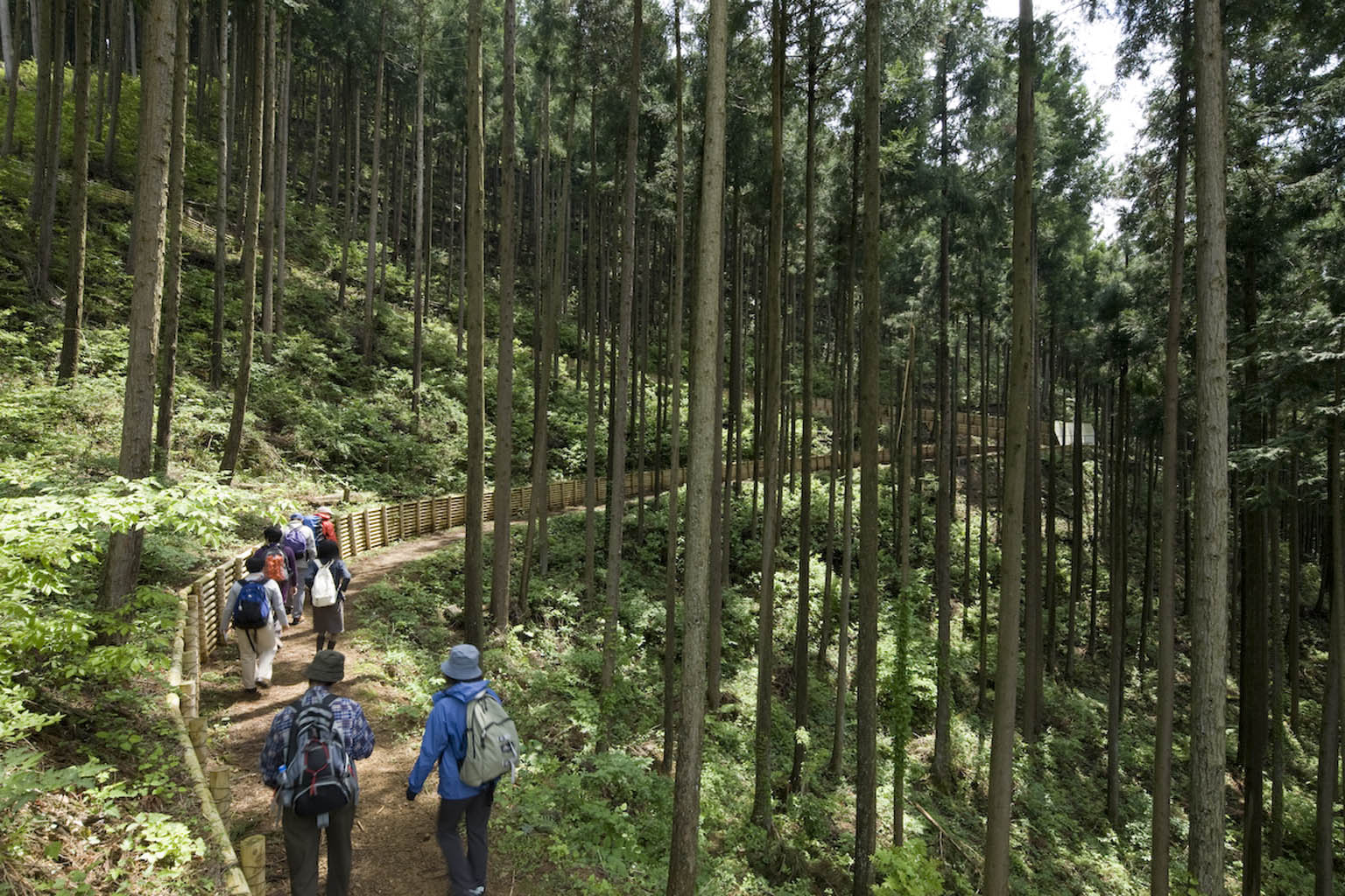 奥多摩森林疗法之路丨日本东京-18