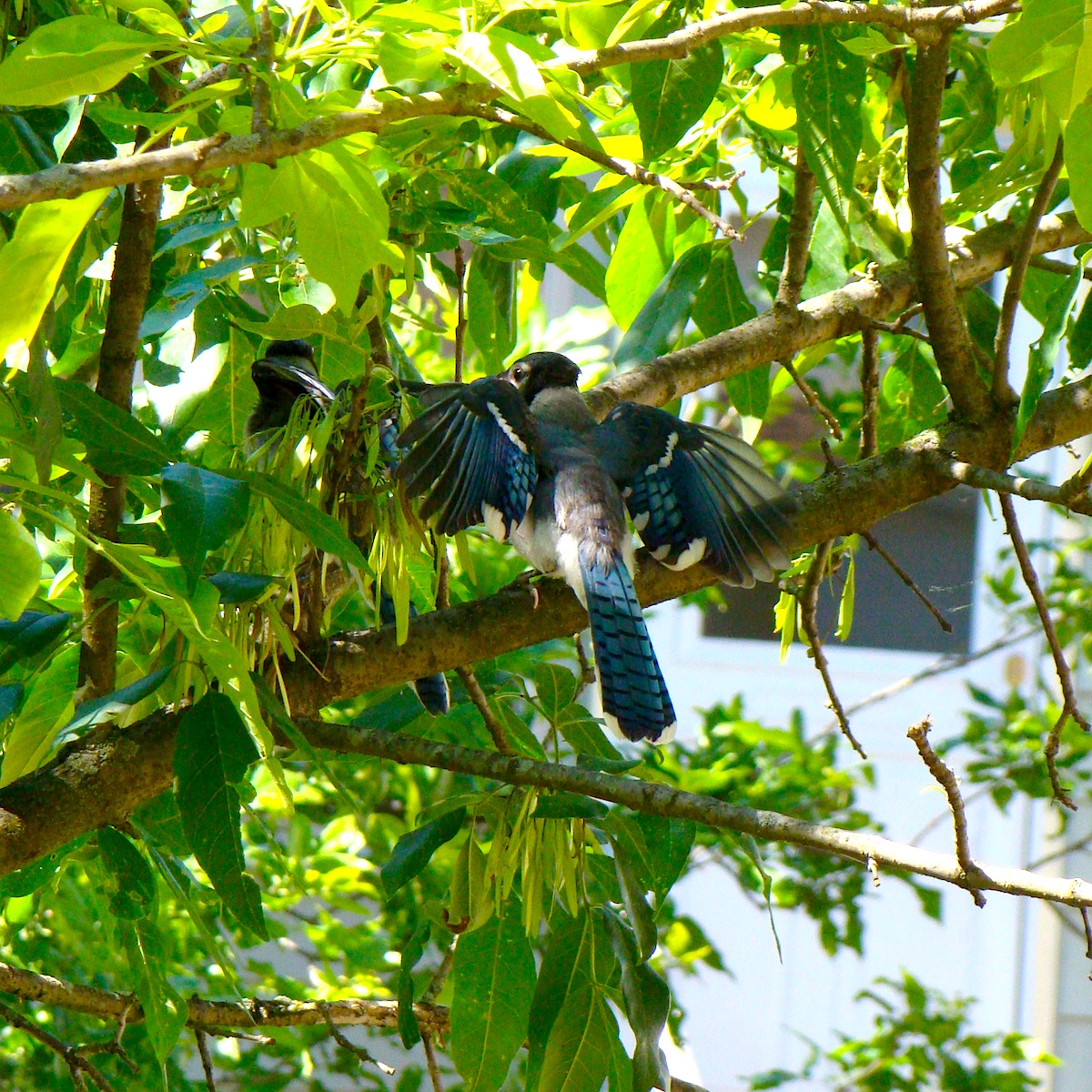 复古复兴 | 19 世纪 50 年代美国宾夕法尼亚州小威尼斯建筑群-144