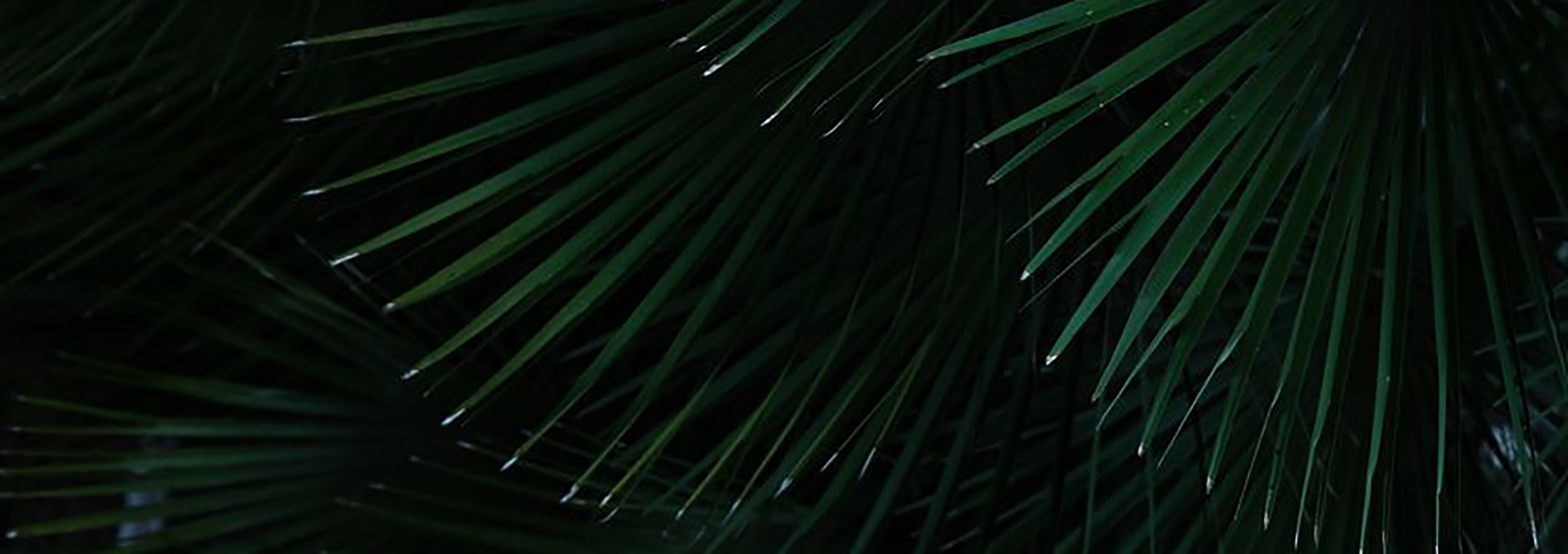 热带风格客厅 乔治亚-11