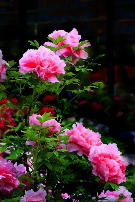 牡丹养护攻略 | 花园中的花中之王-21