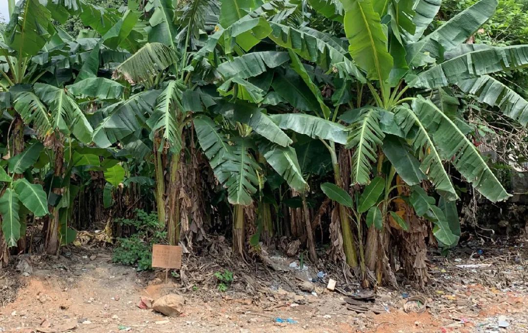 紫涧园（郊野径入口）景观设计丨东大（深圳）设计有限公司,AECOM-40