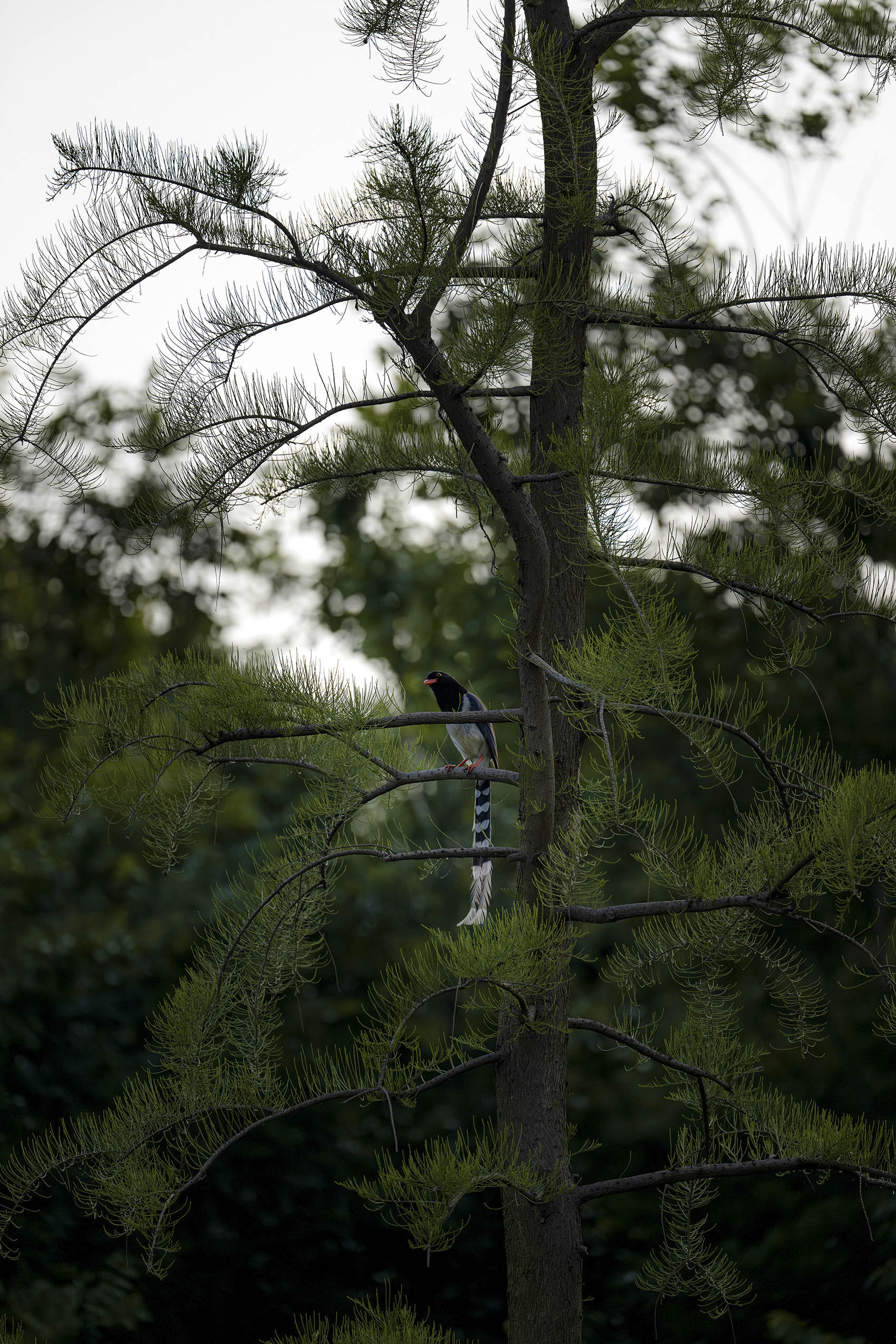 荒野中的明灯 · 宜兴窑湖镇青鱼湖公园丨Change Studio-49