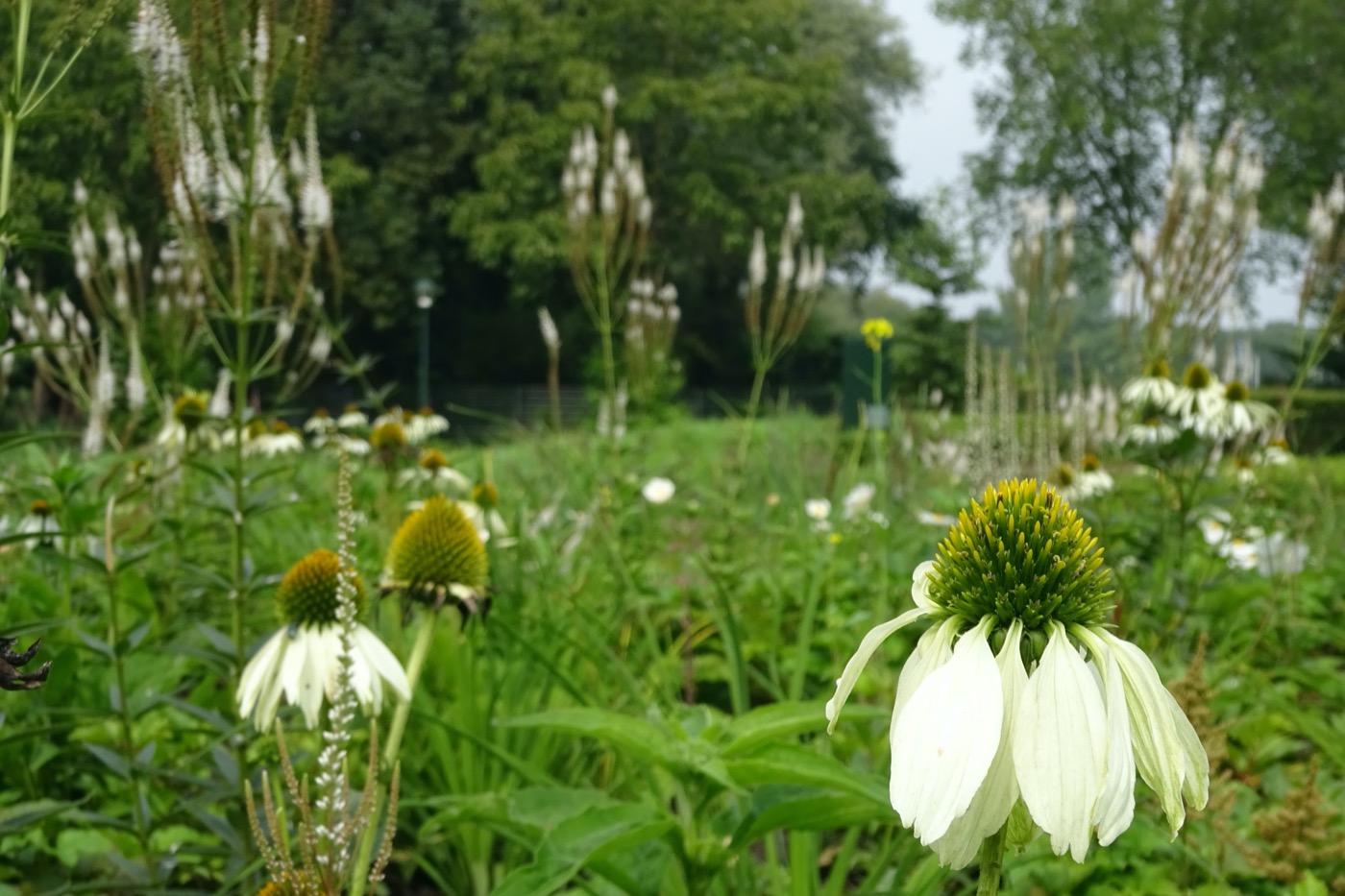 荷兰线性公园丨LOOSvanVLIET-13