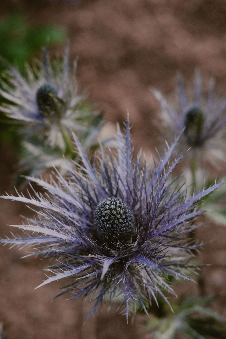 Maatük多年生植物床丨爱沙尼亚塔尔图-3