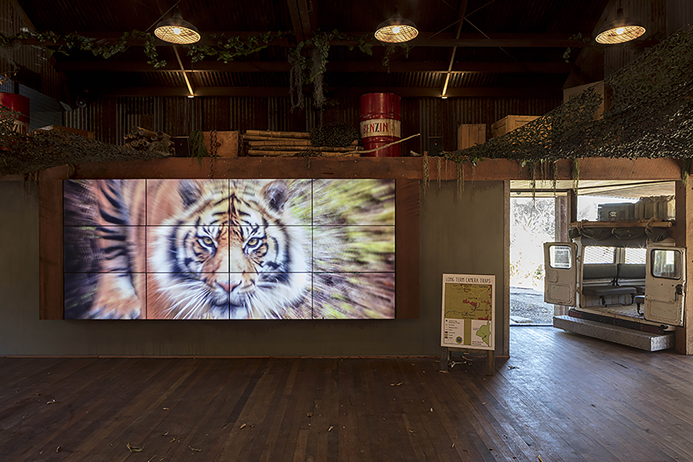 苏门答腊虎冒险·塔隆加动物园新展设计-5