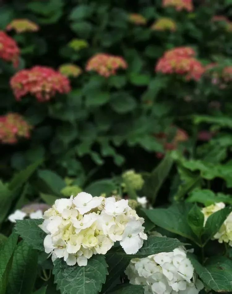 她花了4年，用月季，铁线莲，绣球把农村破败的小院打造成了花海，惊艳了时光-66
