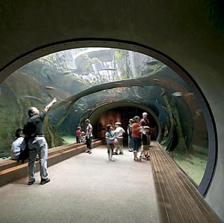 加州科学院新馆 | 绿色环保的设计典范-27