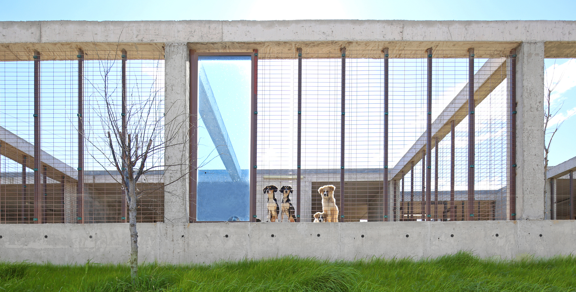 Pako Street Animal Social Life Campus  / Mert Uslu Architecture-38