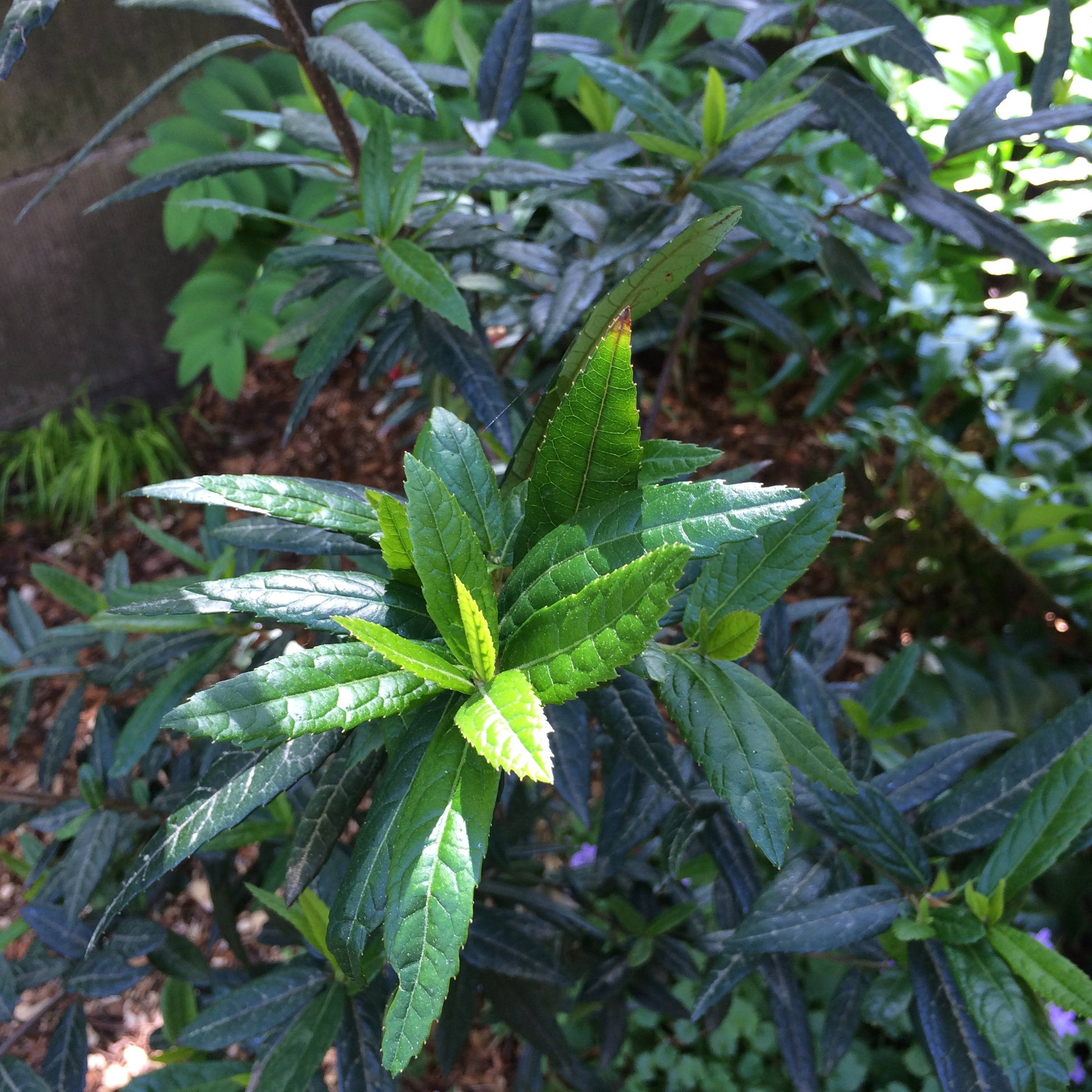 波特兰市政厅周边花园景观项目丨美国波特兰-55