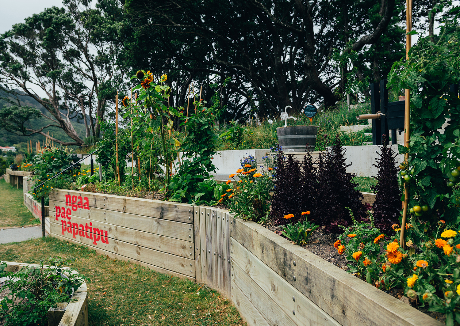 惠灵顿植物园的探索花园——儿童与自然的亲密接触-6