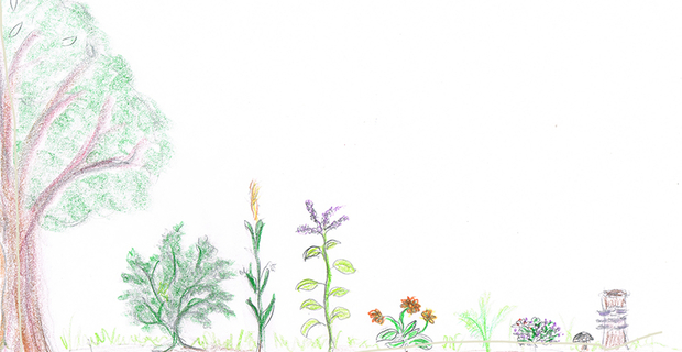 弗赖堡城市菜园生态改造项目丨德国弗赖堡-2