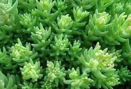 花境设计常用 60 种植物，让花园变得绚丽多彩-68