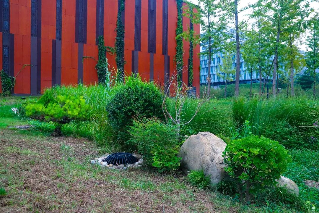 英国友人冒雨打卡海绵城市，意景设计师陪同揭秘海绵城市的“中国答案”-39