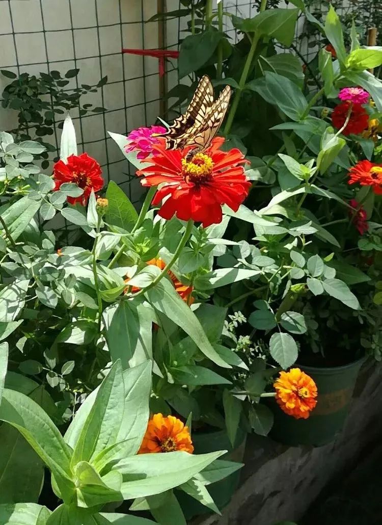 大叔也爱养花，3天造出个小花园，一分钱没花！-80