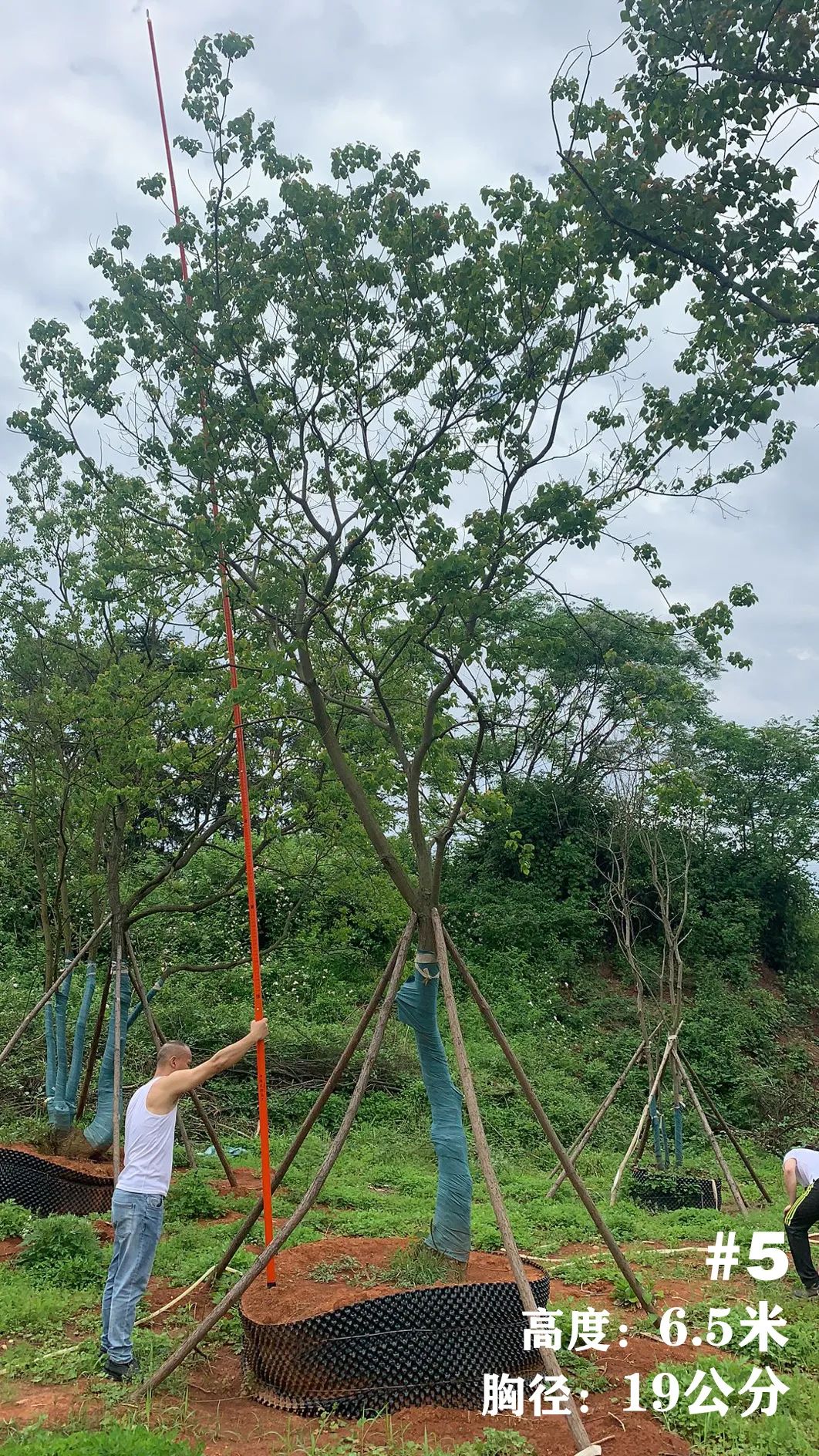 湖南衡阳 148 棵精品乌桕景观设计丨中国衡阳丨看见景观-9