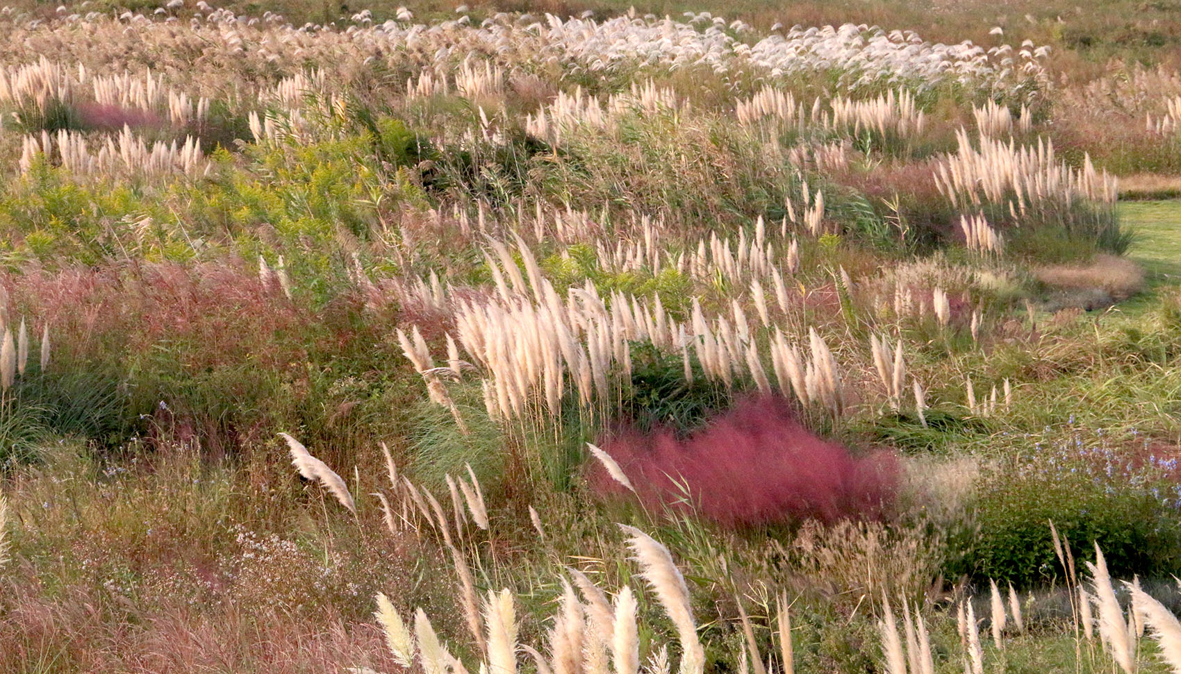 多岛海野草公园丨中国日照丨孔祥伟工作室-79